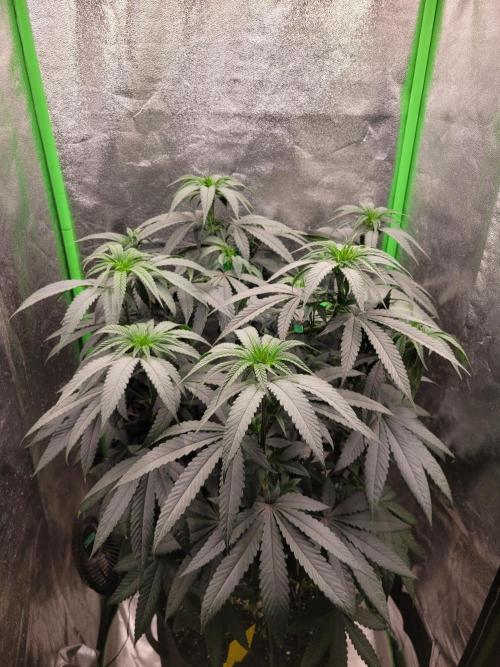 Blue Ginseng. Week 7