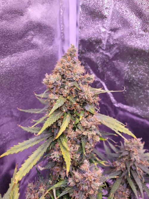 Monkey Candy. Week 10