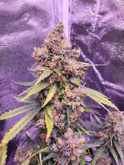 Monkey Candy. Week 10