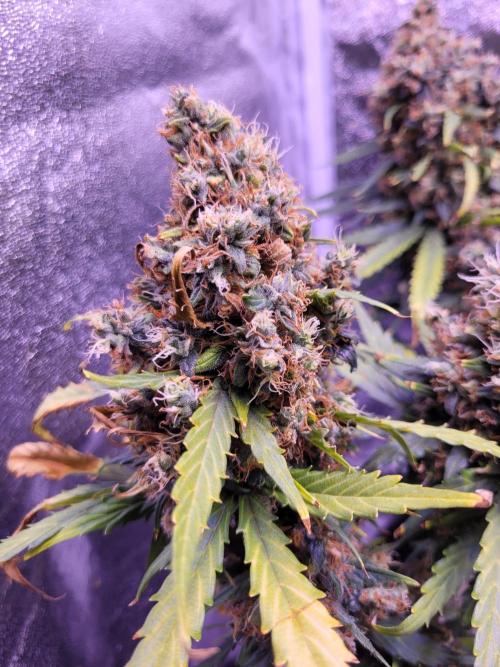 Monkey Candy. Week 10