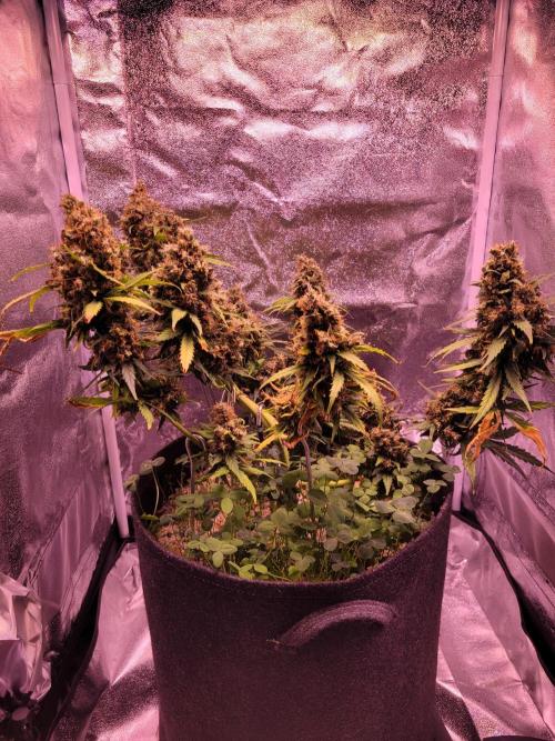 Monkey Candy. Week 10