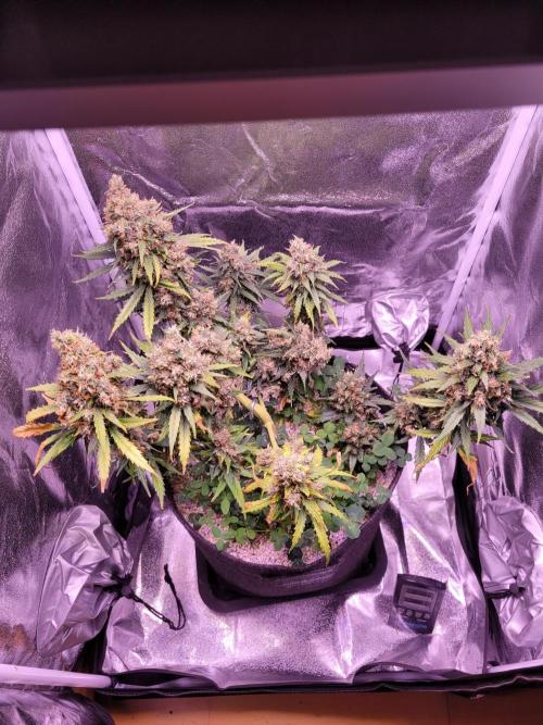Monkey Candy. Week 10