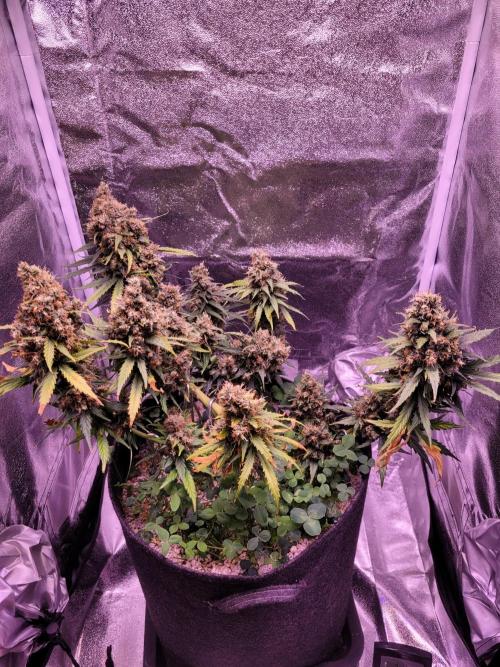 Monkey Candy. Week 10