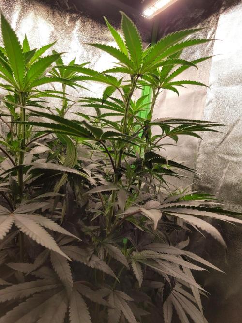 Blue Ginseng. Week 8