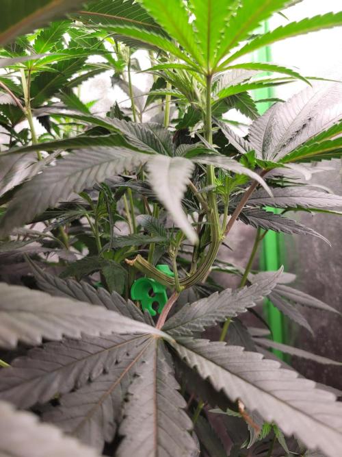 Blue Ginseng. Week 8