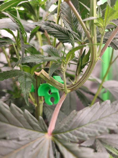 Blue Ginseng. Week 8
