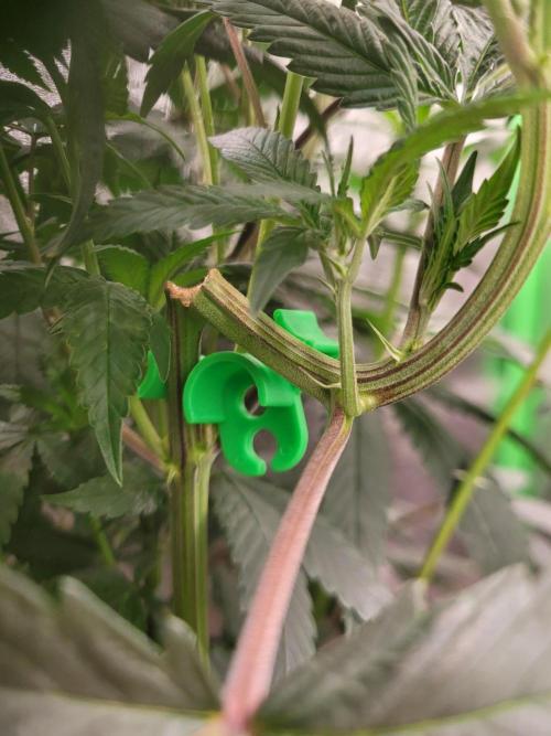 Blue Ginseng. Week 8