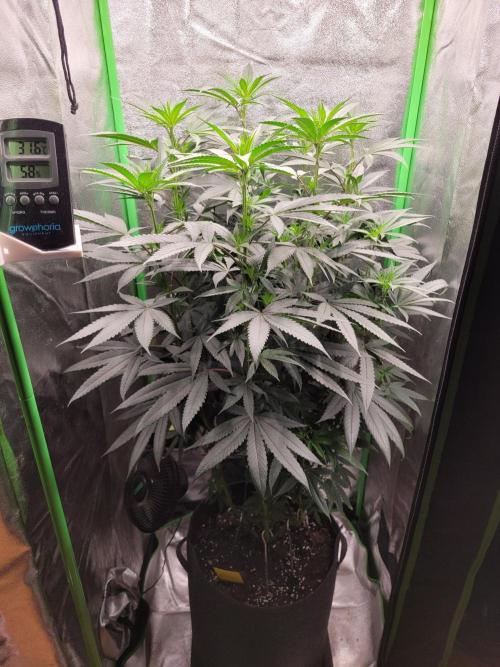 Blue Ginseng. Week 8