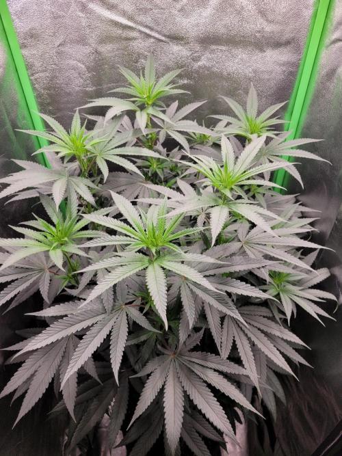 Blue Ginseng. Week 8