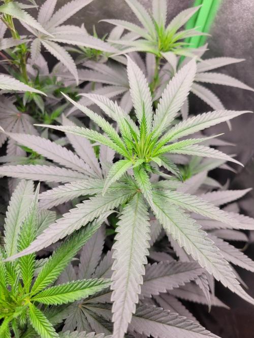 Blue Ginseng. Week 8