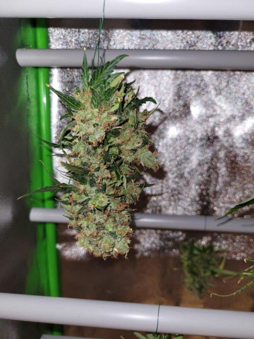 Monkey Candy. Week 11