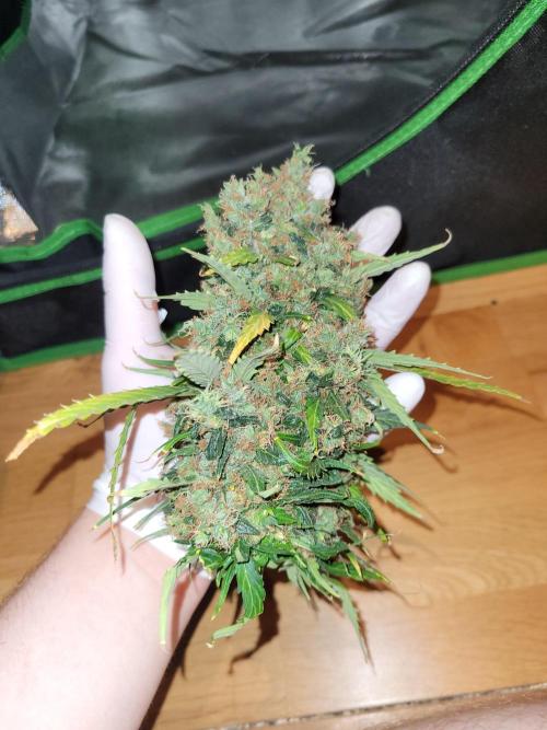 Monkey Candy. Week 11