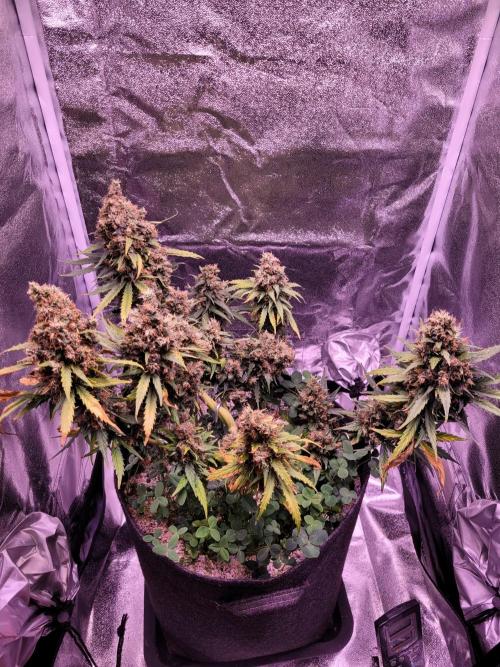 Monkey Candy. Week 11