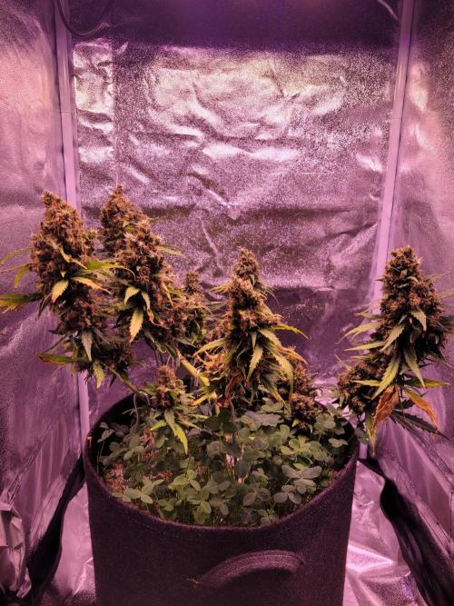 Monkey Candy. Week 11