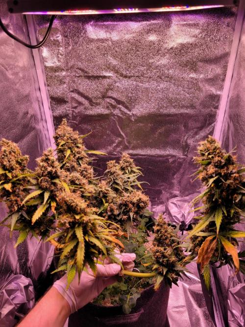Monkey Candy. Week 11