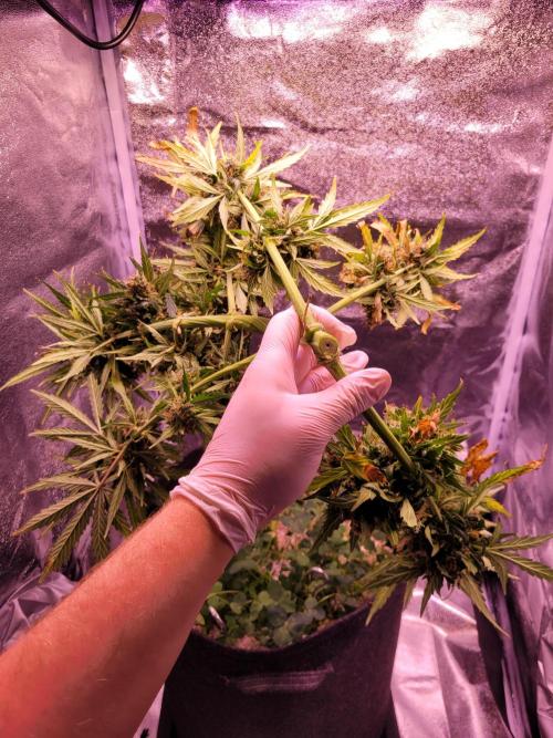 Monkey Candy. Week 11