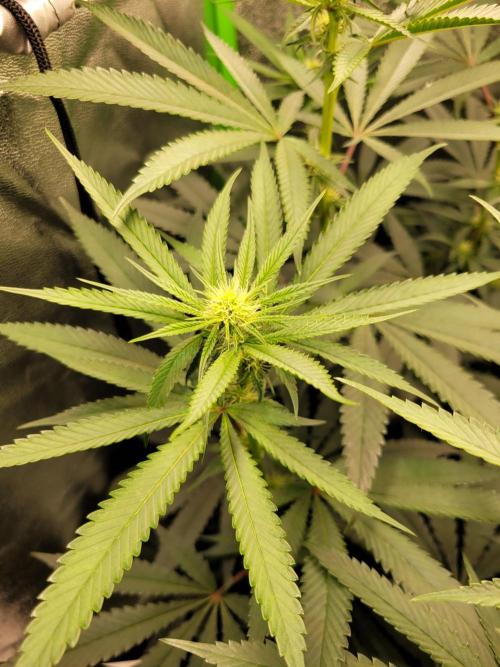 Blue Ginseng. Week 9