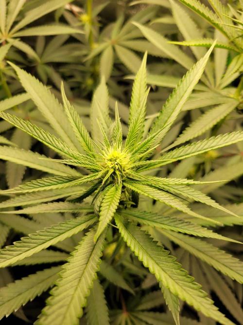 Blue Ginseng. Week 9