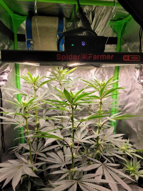 Blue Ginseng. Week 9