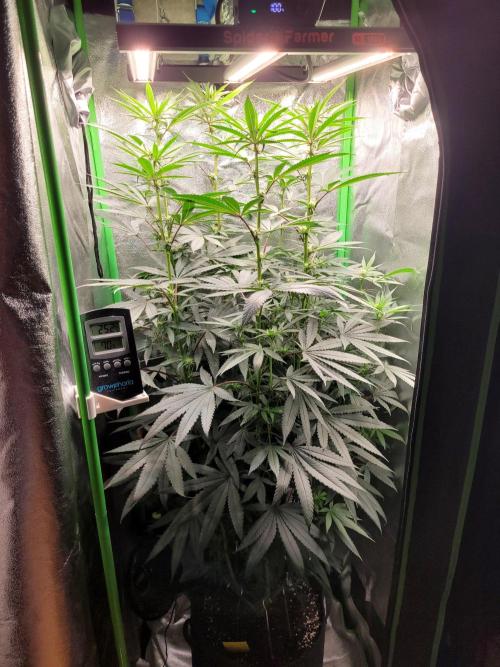 Blue Ginseng. Week 9