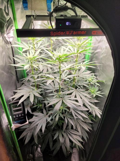 Blue Ginseng. Week 9
