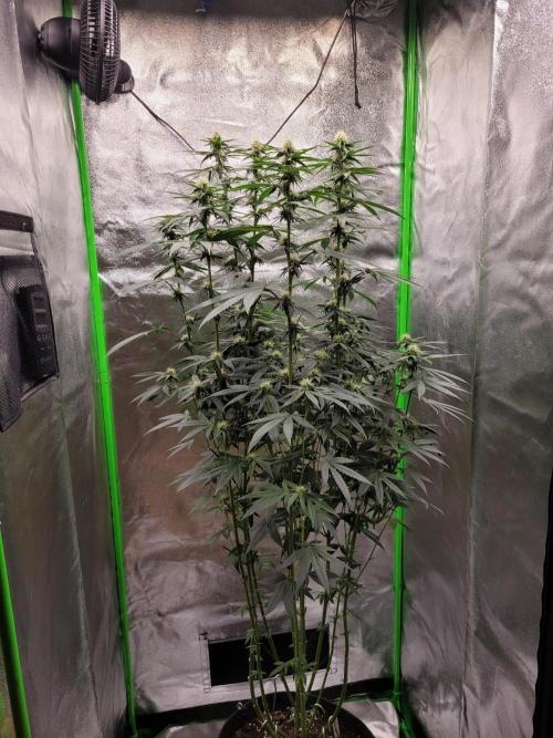 Blue Ginseng. Week 10
