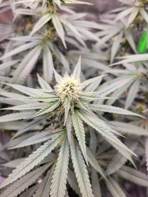 Blue Ginseng. Week 10