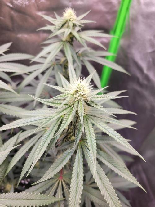 Blue Ginseng. Week 10