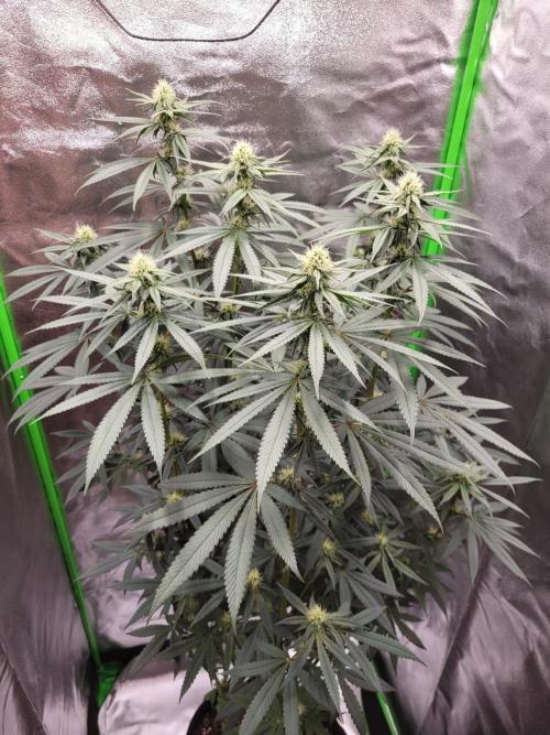 Blue Ginseng. Week 10