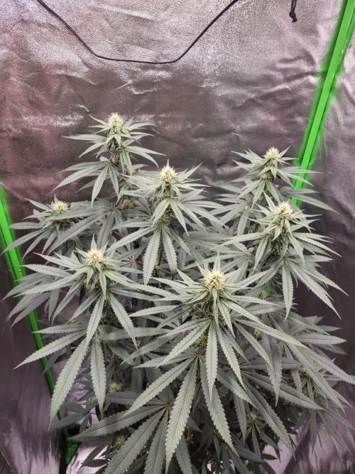 Blue Ginseng. Week 10