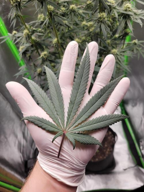 Blue Ginseng. Week 11