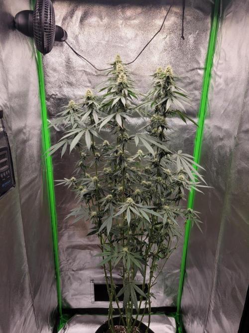 Blue Ginseng. Week 11