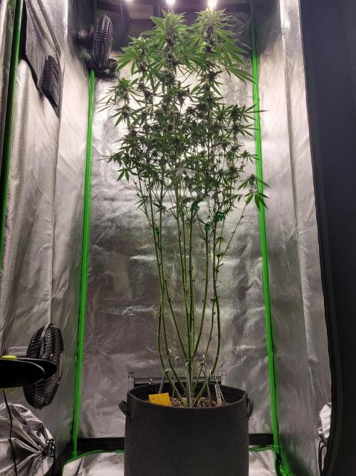 Blue Ginseng. Week 11