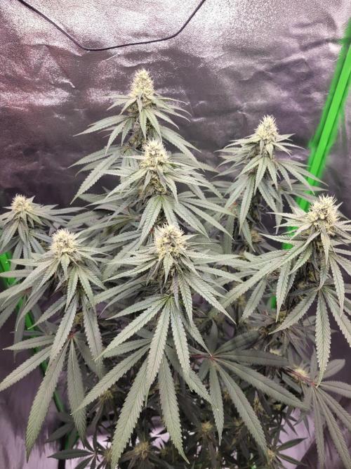 Blue Ginseng. Week 11