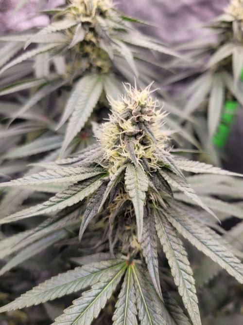 Blue Ginseng. Week 11