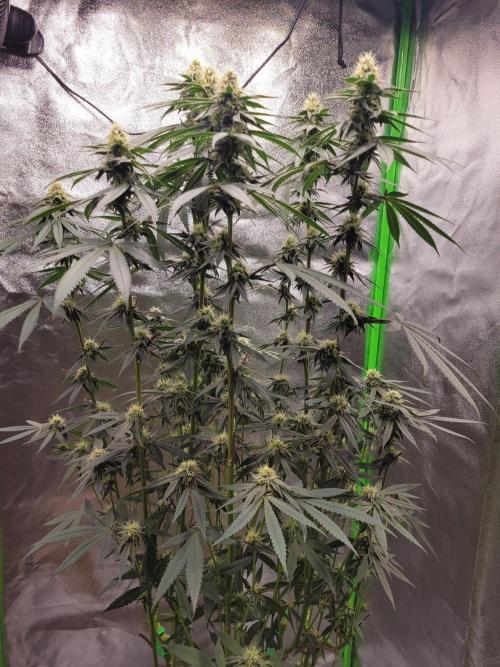 Blue Ginseng. Week 11