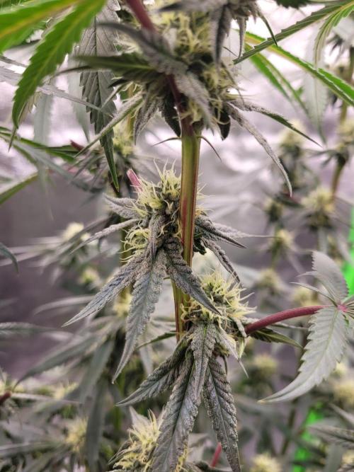 Blue Ginseng. Week 11
