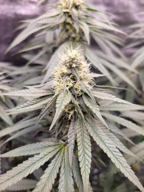 Blue Ginseng. Week 11