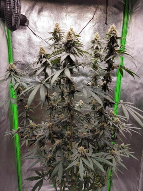 Blue Ginseng. Week 12