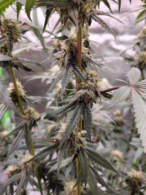 Blue Ginseng. Week 12