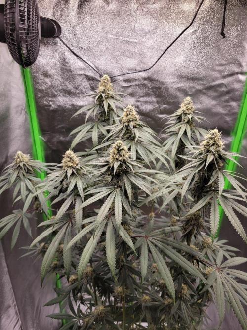 Blue Ginseng. Week 12