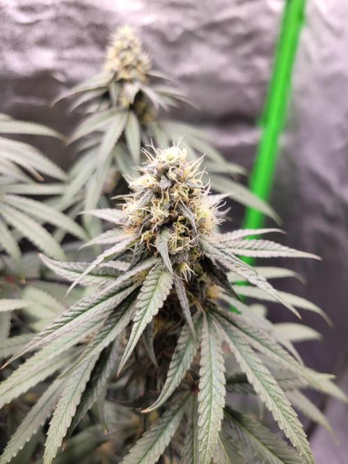 Blue Ginseng. Week 12