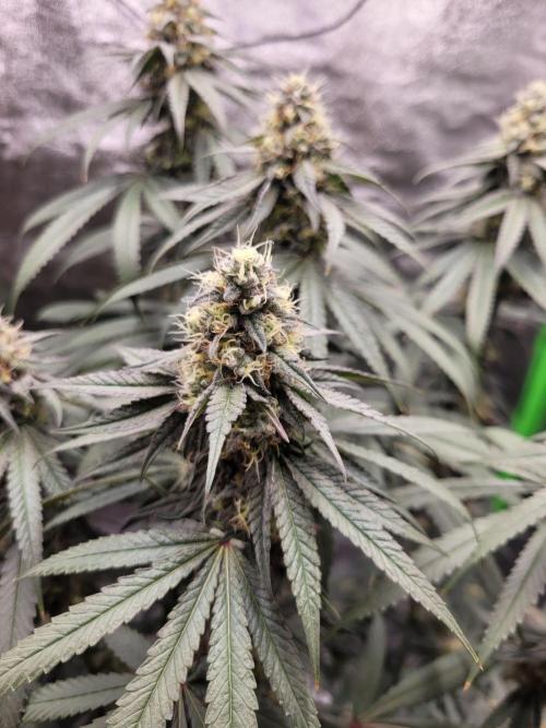 Blue Ginseng. Week 12