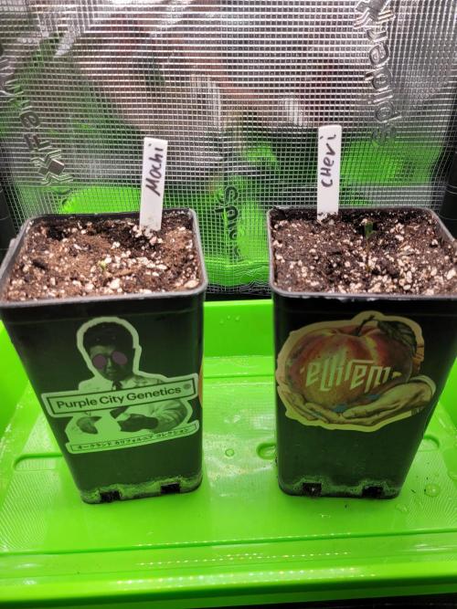 Ready for a Miracle?. Week 0