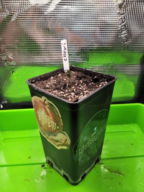Cheri x Lurpe Test RUN. Week 0
