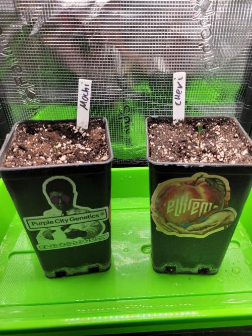 Cheri x Lurpe Test RUN. Week 0