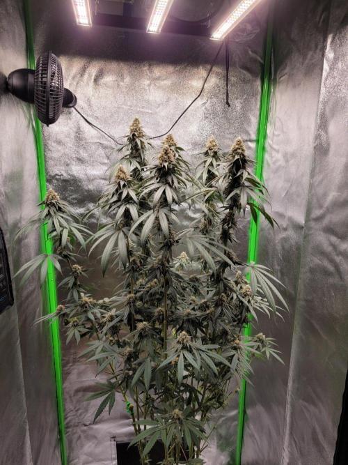 Blue Ginseng. Week 13