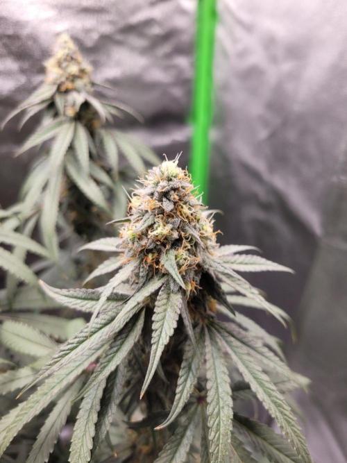 Blue Ginseng. Week 13