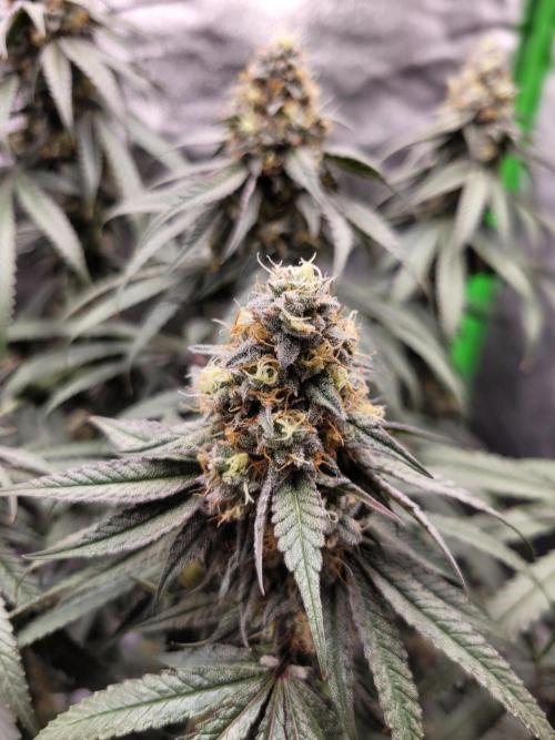 Blue Ginseng. Week 13