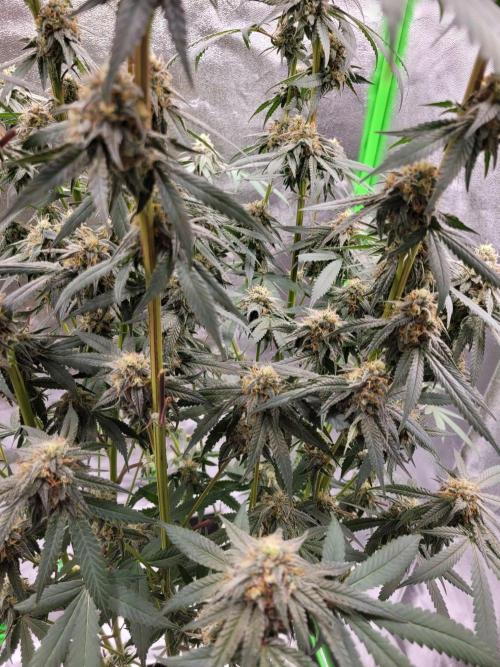 Blue Ginseng. Week 13